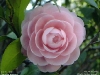 Camellia japonica（おとめつばき）