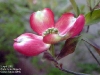 Cornus florida（花水木）