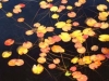 「水辺の秋（２）」　撮影者　尾上尚子